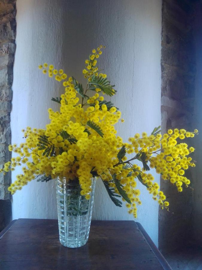 Cascinale La Mimosa Bed and Breakfast Cupramontana Εξωτερικό φωτογραφία